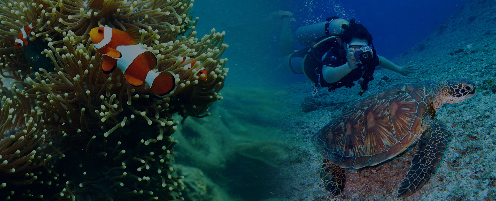Dive N Trips business photo