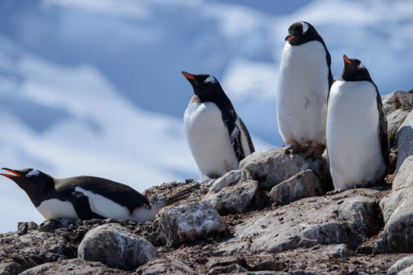 e322143b7bd33ecab8c79178f934eb307c60e3f8