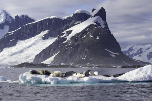 media607d69ff018de704987171